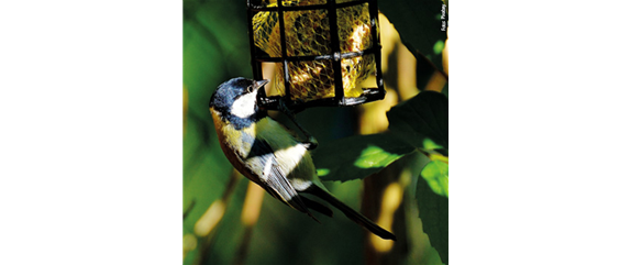 TIPPS ZUR WINTERVOGELFüTTERUNG! TIPPS ZUR WINTERVOGELFüTTERUNG!