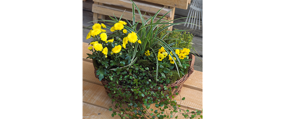 TON IN TON IN DEN HERBST TON IN TON IN DEN HERBST