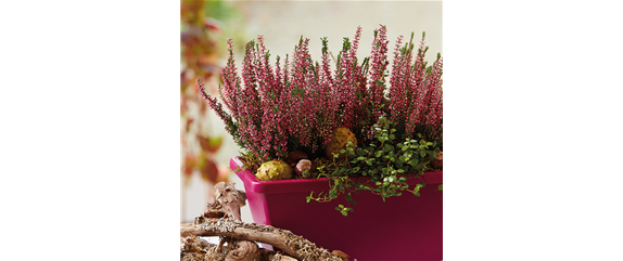 TON IN TON IN DEN HERBST TON IN TON IN DEN HERBST