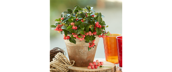 TON IN TON IN DEN HERBST TON IN TON IN DEN HERBST