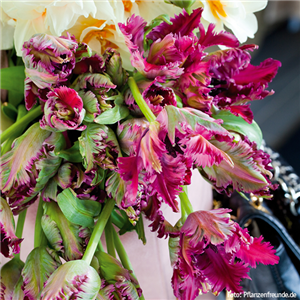 PFLANZE DES MONATS: TULPE PFLANZE DES MONATS: TULPE