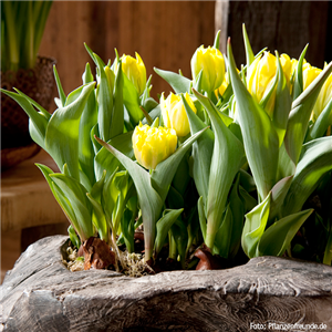 PFLANZE DES MONATS: TULPE PFLANZE DES MONATS: TULPE