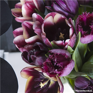 PFLANZE DES MONATS: TULPE PFLANZE DES MONATS: TULPE