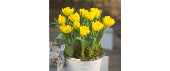 PFLANZE DES MONATS: TULPE PFLANZE DES MONATS: TULPE