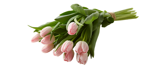 PFLANZE DES MONATS: TULPE PFLANZE DES MONATS: TULPE