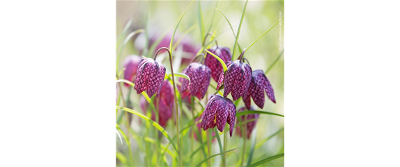 FRüHLINGSGEFüHLE AUS DER ZWIEBEL! FRüHLINGSGEFüHLE AUS DER ZWIEBEL!