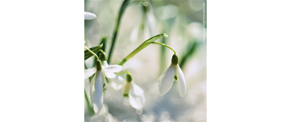 FRüHLINGSGEFüHLE AUS DER ZWIEBEL! FRüHLINGSGEFüHLE AUS DER ZWIEBEL!