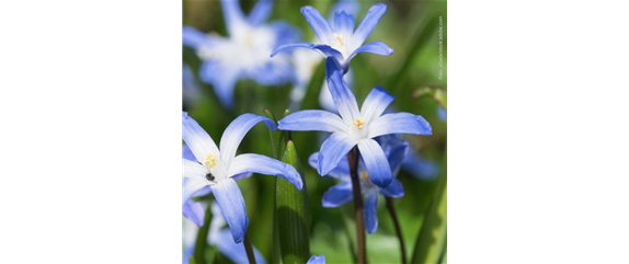 FRüHLINGSGEFüHLE AUS DER ZWIEBEL! FRüHLINGSGEFüHLE AUS DER ZWIEBEL!