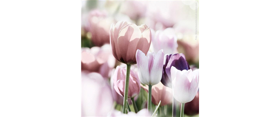 FRüHLINGSGEFüHLE AUS DER ZWIEBEL! FRüHLINGSGEFüHLE AUS DER ZWIEBEL!