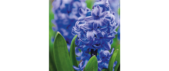 FRüHLINGSGEFüHLE AUS DER ZWIEBEL! FRüHLINGSGEFüHLE AUS DER ZWIEBEL!