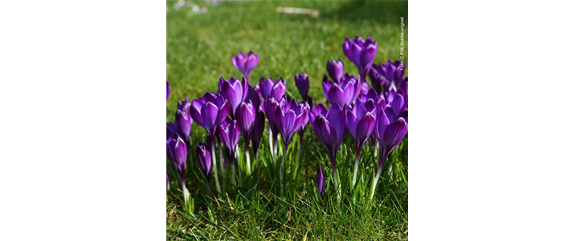 FRüHLINGSGEFüHLE AUS DER ZWIEBEL! FRüHLINGSGEFüHLE AUS DER ZWIEBEL!