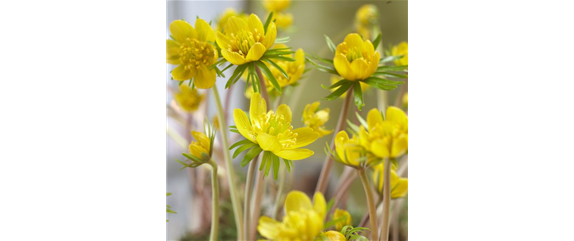 FRüHLINGSGEFüHLE AUS DER ZWIEBEL! FRüHLINGSGEFüHLE AUS DER ZWIEBEL!