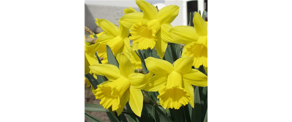 FRüHLINGSGEFüHLE AUS DER ZWIEBEL! FRüHLINGSGEFüHLE AUS DER ZWIEBEL!