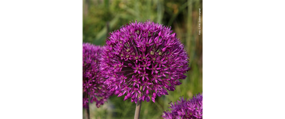 FRüHLINGSGEFüHLE AUS DER ZWIEBEL! FRüHLINGSGEFüHLE AUS DER ZWIEBEL!