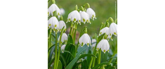 FRüHLINGSGEFüHLE AUS DER ZWIEBEL! FRüHLINGSGEFüHLE AUS DER ZWIEBEL!