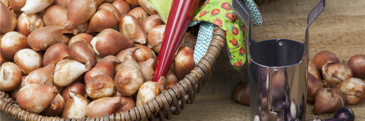 Zwiebelkorb
