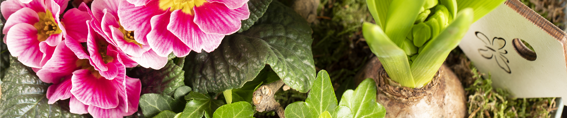 Arrangement mit Primel, Efeu und Hyazinthe