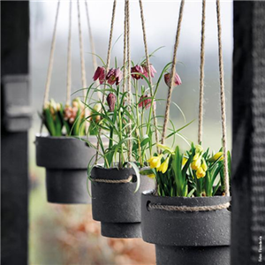 BLUMENZWIEBELN! BLUMENZWIEBELN!