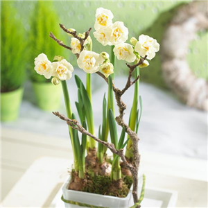 BLUMENZWIEBELN! BLUMENZWIEBELN!