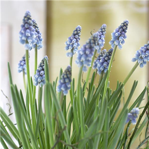 BLUMENZWIEBELN! BLUMENZWIEBELN!