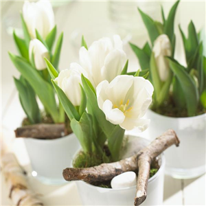 BLUMENZWIEBELN! BLUMENZWIEBELN!