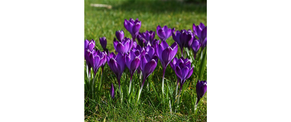 BLUMENZWIEBELN! BLUMENZWIEBELN!