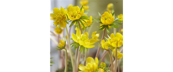 BLUMENZWIEBELN! BLUMENZWIEBELN!