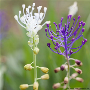 INSEKTENFREUNDLICHES FRüHJAHR! INSEKTENFREUNDLICHES FRüHJAHR!