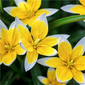 INSEKTENFREUNDLICHES FRüHJAHR! INSEKTENFREUNDLICHES FRüHJAHR!