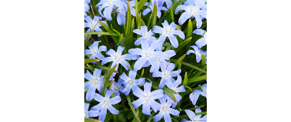 INSEKTENFREUNDLICHES FRüHJAHR! INSEKTENFREUNDLICHES FRüHJAHR!