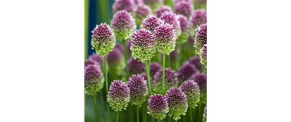 INSEKTENFREUNDLICHES FRüHJAHR! INSEKTENFREUNDLICHES FRüHJAHR!