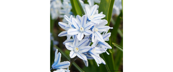 INSEKTENFREUNDLICHES FRüHJAHR! INSEKTENFREUNDLICHES FRüHJAHR!