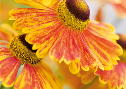 PFLANZE DES MONATS SEPTEMBER: SONNENBRAUT