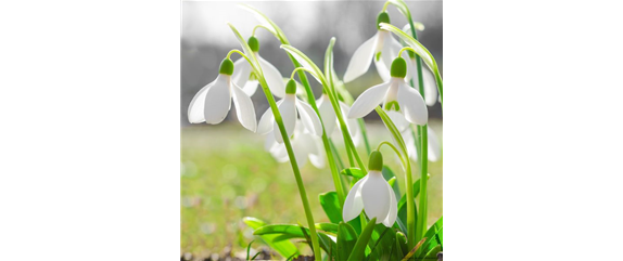 INSEKTENFREUNDLICHES FRüHJAHR! INSEKTENFREUNDLICHES FRüHJAHR!