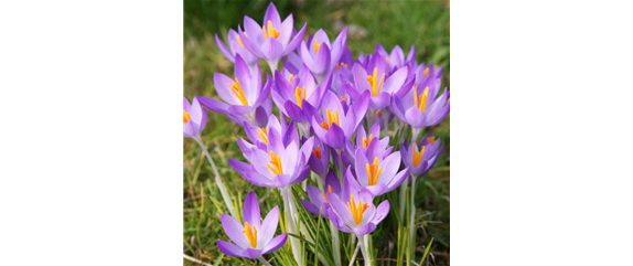 INSEKTENFREUNDLICHES FRüHJAHR! INSEKTENFREUNDLICHES FRüHJAHR!