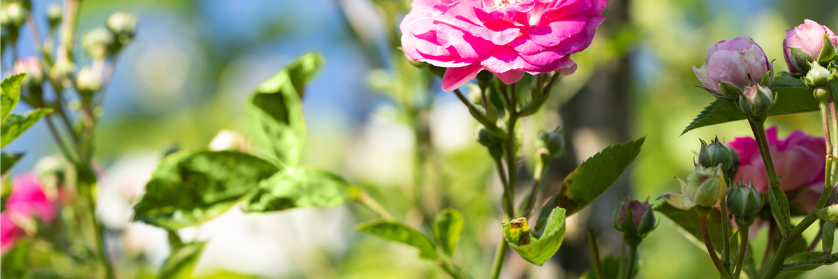 Rosa 'Marie Gouchault'