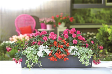 BEET- & BALKONPFLANZEN BEET- & BALKONPFLANZEN