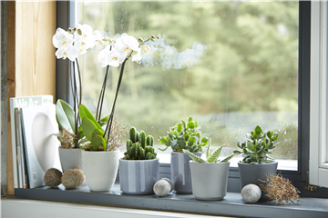 ZIMMERPFLANZEN ZIMMERPFLANZEN