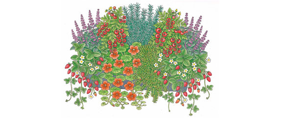 AROMATISCHE PFLANZIDEEN AROMATISCHE PFLANZIDEEN