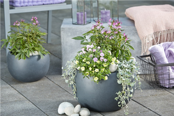 PFLANZGEFäSSE PFLANZGEFäSSE