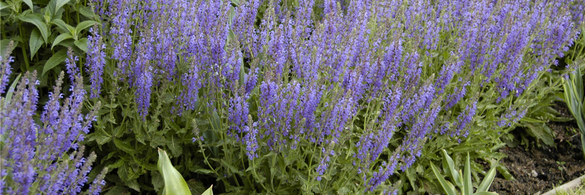Salvia nemorosa 'Tänzerin'