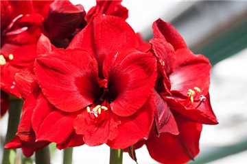 AMARYLLIS AMARYLLIS