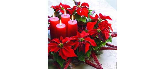 ZAUBERHAFTE WEIHNACHTSSTERNE!