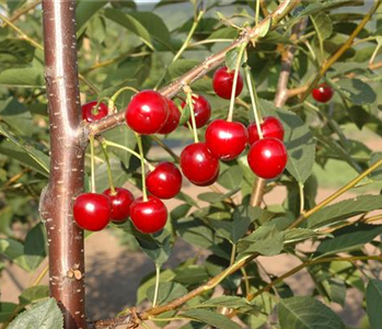 WIE GEHT... OBSTPFLANZE?