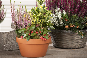 HEIDEWITZKA! HEIDEWITZKA!