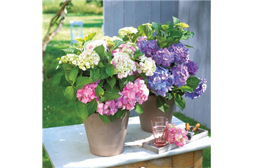 BLüHENDE HORTENSIEN!