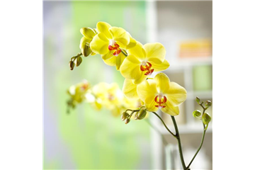 EXOTISCH SCHöN! EXOTISCH SCHöN!