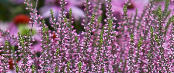 EIN KUNTERBUNTER HERBST! EIN KUNTERBUNTER HERBST!