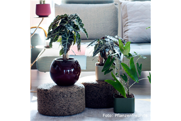 IN DIE TöPFE, FERTIG, LOS! IN DIE TöPFE, FERTIG, LOS!