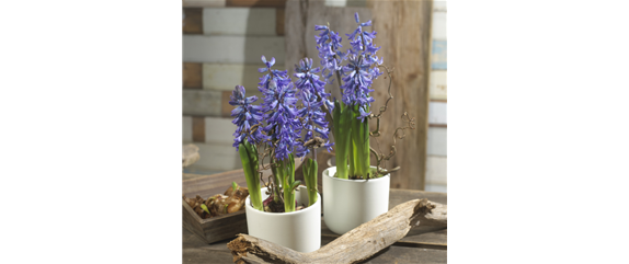 BLUMENZWIEBELN IM GLAS BLUMENZWIEBELN IM GLAS